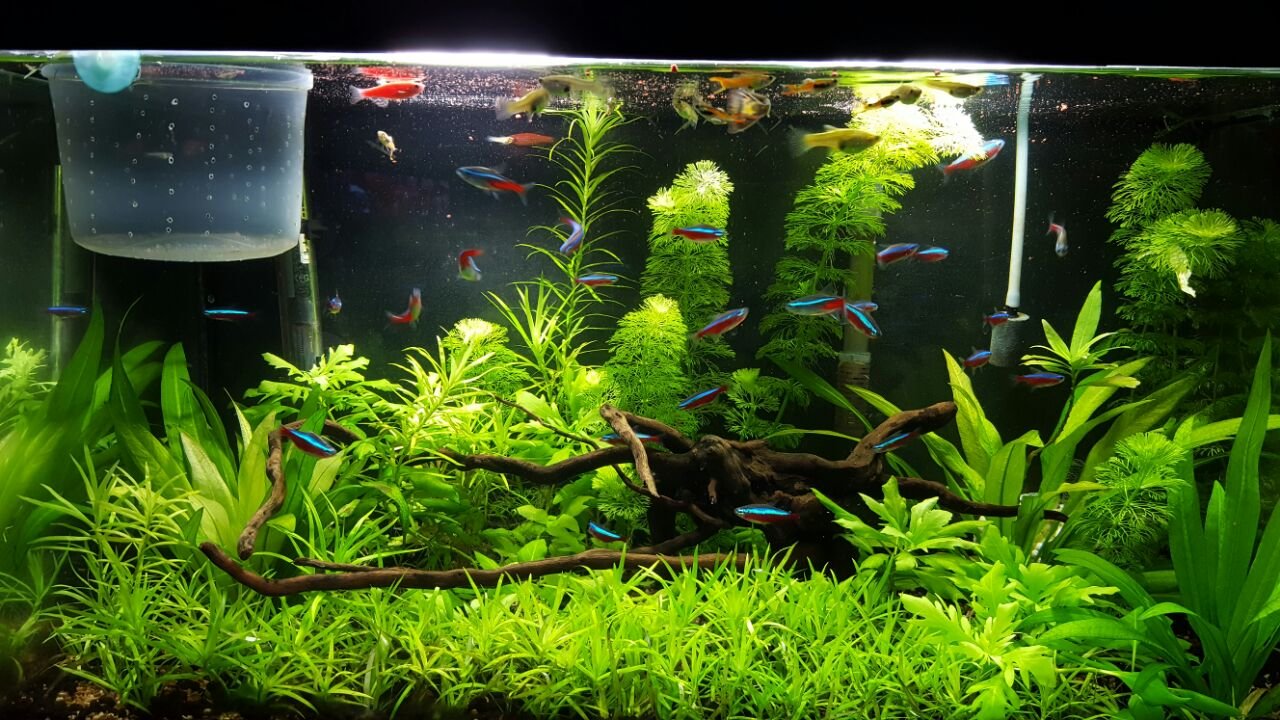 Serviço Aq. Plantado